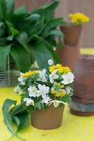 Small bouquet made from cowslip and wood anemone