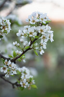 Apple blossom on the tree