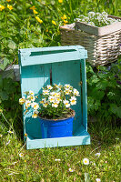 Blau bemalte Holzkiste als Blumenständer im Garten