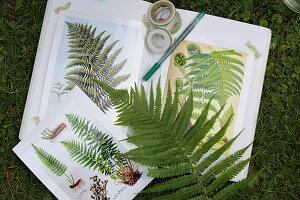 Botanical illustrations of fern leaves