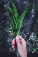 Hands holding fresh wild garlic