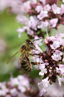 Honigbiene auf Majoranblüte (Oregano)