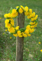 Dandelion wreath