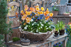 Spring basket with primrose 'Goldnugget Apricot', lungwort 'Trevi Fountain' and grape hyacinth 'White Magic'