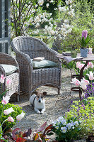 Kiesterrasse mit Korbsesseln umgeben von Felsenbirne, Tulpen, Wolfsmilch, Hornveilchen und Goldlack, Hyazinthe im Topf auf dem Tisch, Hund Zula