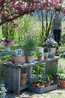 Flowering chives, horned violets and young plants of nasturtiums, tomatoes and peppers, woman comes with a watering can