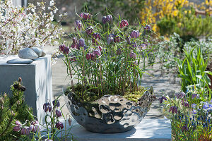 Checkerboard flowers in a silver bowl