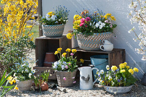 Spring terrace with primroses, horned violets, daisy, forget-me-nots and grape hyacinths