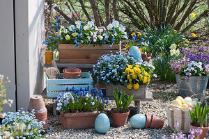 Easter terrace with horned violets, pansies, forget-me-nots, grape hyacinths, primrose Belarina 'Mandarin', daisy's, gold lacquer and moss saxifrage