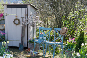 Gerätehaus im Garten, Zierkirsche 'Kojou no mai', Tulpen in Körben, Obststiege mit Samentüten, Spaten und Hacke, Stühle