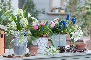 Spring arrangement with a milk star, daisy, grape hyacinths