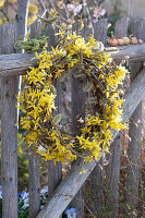 Wreath made of branches of gold bells and willow on the fence