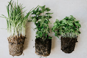 Chives, mint and basil with root balls