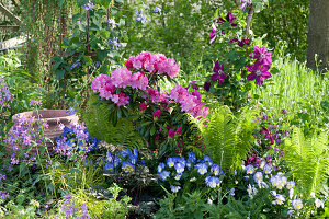 Beet mit Rhododendron 'Polaris', Hornveilchen 'Blue Moon', Clematis 'Rouge Cardinal', Farn und Silberblatt