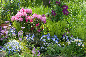 Beet mit Rhododendron 'Polaris', Hornveilchen 'Blue Moon', Clematis 'Rouge Cardinal', Farn und Silberblatt