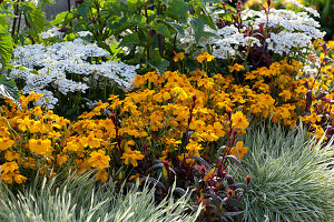 Color combination with spice marigolds, candytuft 'Snowball', honey grass and splendid candle