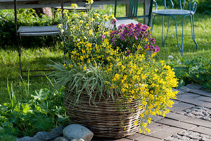 Basket with stone gorse 'Lydia', gold lacquer and honey grass