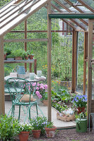 View into the open greenhouse, horned violet 'Blue Moon' and box with seeds, flowering geranium