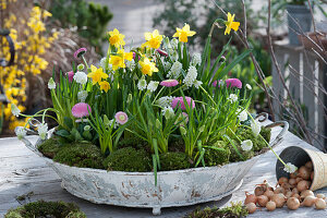 Grape hyacinths, daffodils and daffodils with moss in a metal tray