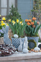 Tulips 'Strong Gold' 'Orange Princess' in zinc pots, wooden Easter bunnies, Easter eggs, onions and a wreath made from kitten willow