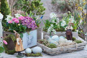 Easter decoration with a daisy, milk star, moss saxifrage and grape hyacinths in wooden boxes, basket with moss, Easter bunny and Easter eggs as an Easter nest