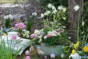 Bowl with white checkerboard flowers, daisies, horned violets, grape hyacinths and thyme in the garden, Easter eggs and Easter chicks as decoration