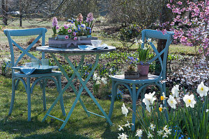 Small seating area in the spring garden, pots with hyacinths, daisy, daffodils 'Toto' and ray anemone