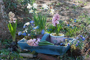 Frühling im Garten mit Hyazinthen, Narzissen 'Toto', Strahlenanemone zum Einpflanzen