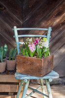 Hyacinths