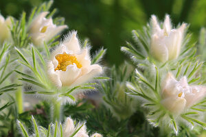 White pasque flower 'Alba'