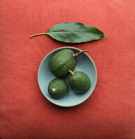 Three avocados on a plate