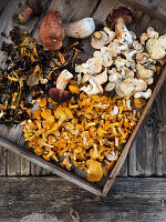 Freshly picked wild mushrooms on a wooden tray