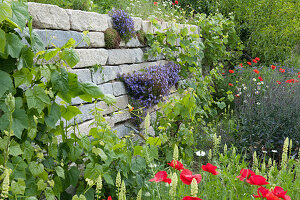 Trockenmauer aus Granit mit Polsterglockenblume, Weinreben, Klatschmohn, gelber Wau und blauer Kohlrabi mit Samenansatz