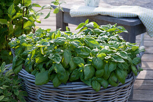 Basil 'Great Green Genovese' in a basket