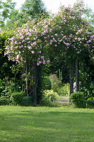 Ramblerrose 'Kirschrose' am Rosenbogen