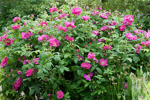Apothecary rose - Rosa gallica officinalis