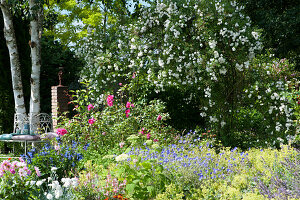 Bed with lady's mantle, cranesbill, roses, dahlia, clove bush hydrangea and ornamental sage, tree bench on birch