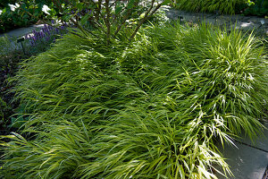 Japanese mountain grass 'Aureola' under a shrub as a ground cover