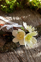 Small bouquet of Christmas rose blossoms