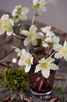 Small bouquets of Christmas roses