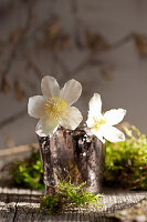 Blossoms of Christmas rose in a glass