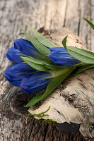 Closed Gentiana on birch bark