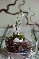 Snowdrop in Easter nest