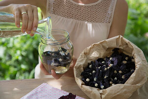 Preparing hollyhock wine: cover dried hollyhock flowers with white wine