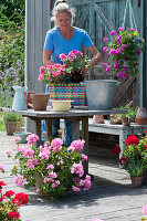 Bunten Flechtkorb mit Geranie bepflanzen, Frau pflanzt Geranie 'Flower Fairy Pink' ein