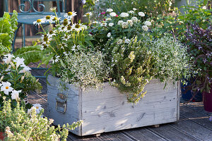 Wooden box with white plants: 'Diamond Ice' magic snow, Conetto 'Coco' Echinacea, zinnia and mountain savory