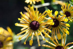 Henry Eilers' low-felted coneflower