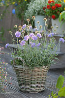 Scabious 'Perfecta' in a basket