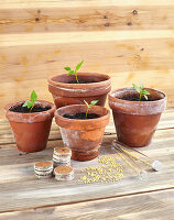 Small pepper plants and pepper seeds