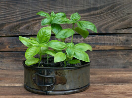 Basil in pot on an old garden counter